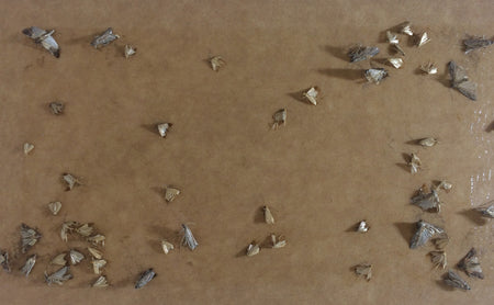 a collection of clothes moths stuck to a sticky pheromone trap