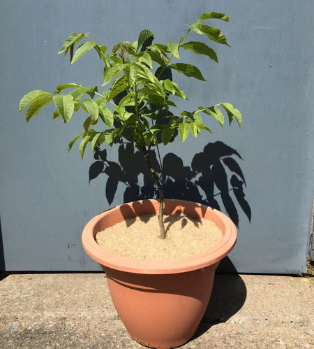 walnut tree ptoected by 25cm jute mulch mat