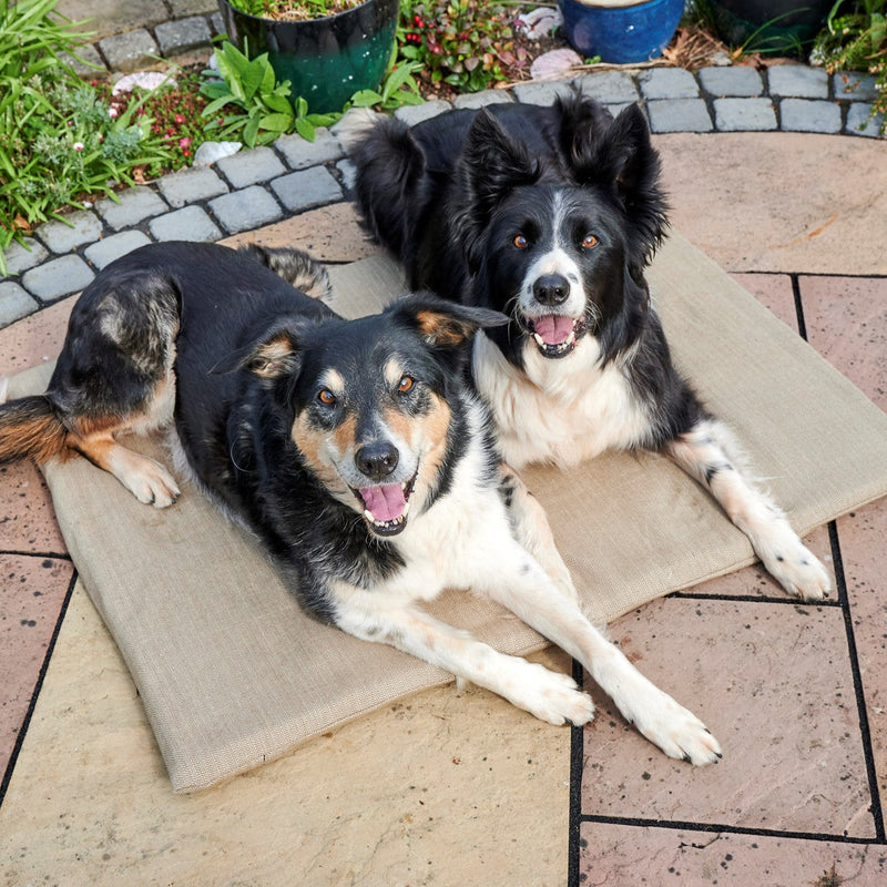 sustainable pet products