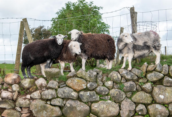 4 Herdwick sheep on stone wall