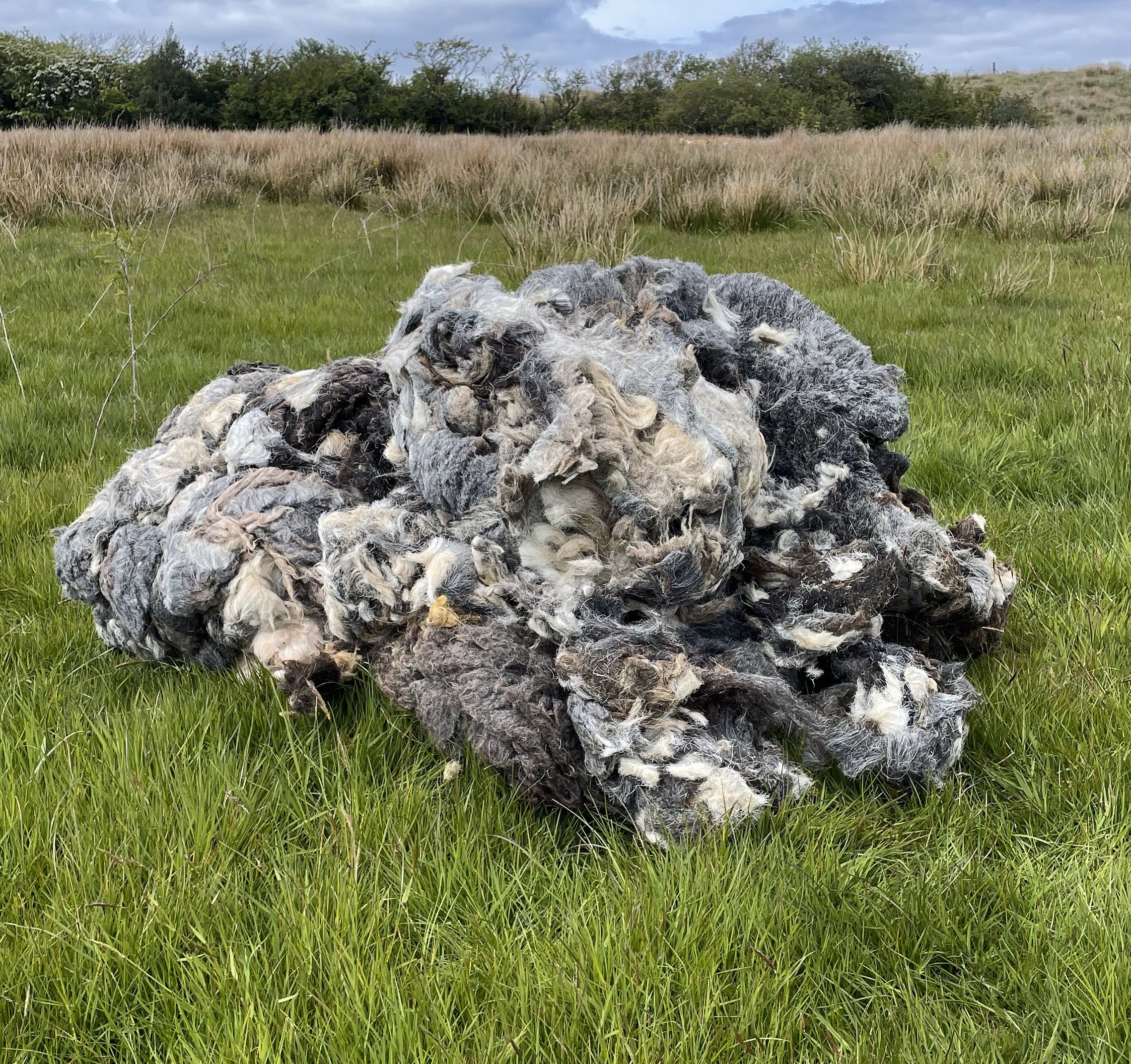 Raw Sheep Wool 10kg