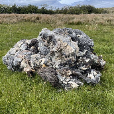 Raw Sheep Wool 10kg