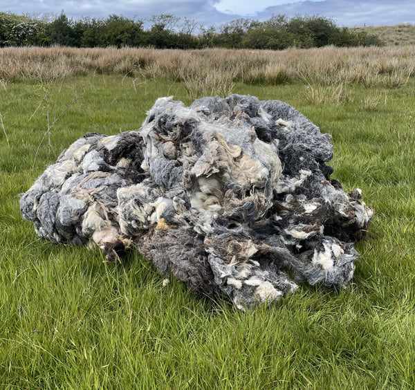 Raw Sheep Wool 10kg