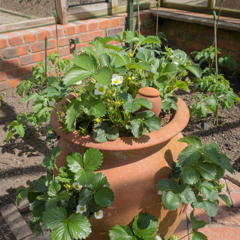 Small terracotta olla pot on it's side with the lid next to it. 