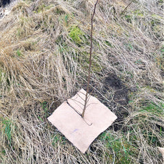 square mulch mat in field thumbnail
