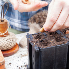 natural rubber root trainer thumbnail