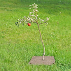 Small tree with a single red apple on a grassy background, protected by a wool mulch mat pegged to the ground with bamboo pegs