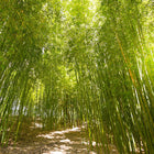 Bamboo forest with sunlight filtering through the leaves