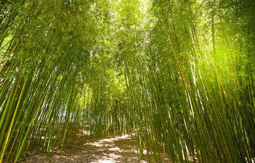 Bag of bamboo garden pegs with two pegs in front on a white background, featuring 'NEW AND IMPROVED' text at the top.
