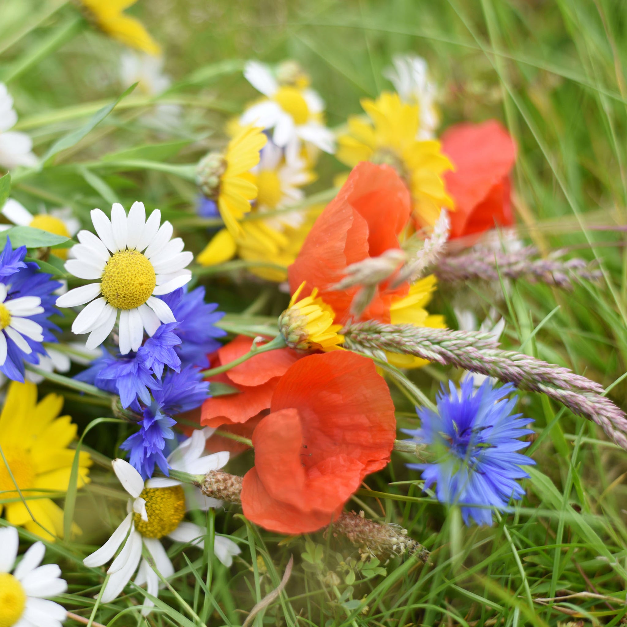 wildflower seed bombs uk Bee Bomb Wildflower Seed Balls – Chimney Sheep
