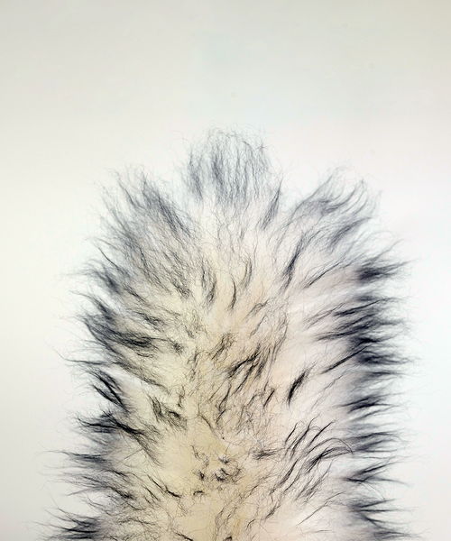 Lambswool duster with solid beechwood handle dusting the top of a picture frame