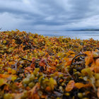 Beach on Lewis thickly strewn with bladderwrack seaweed.