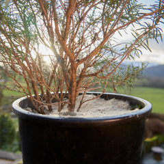 jute mulch mat in plant pot thumbnail