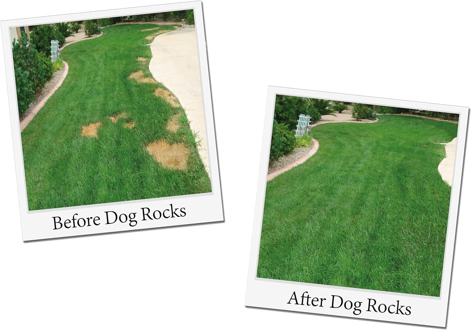 Photos taken before and after Dog Rocks - reducing urine burn from your pets.