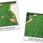 Photos taken before and after Dog Rocks - reducing urine burn from your pets.
