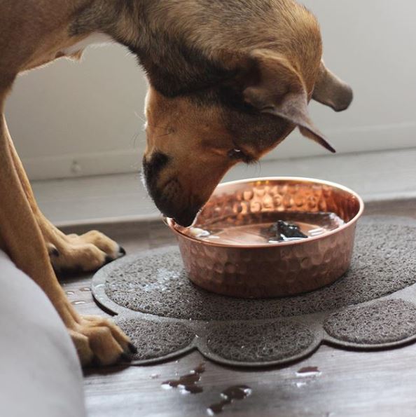 Dog looking at dog rocks in copper coloured water bowl