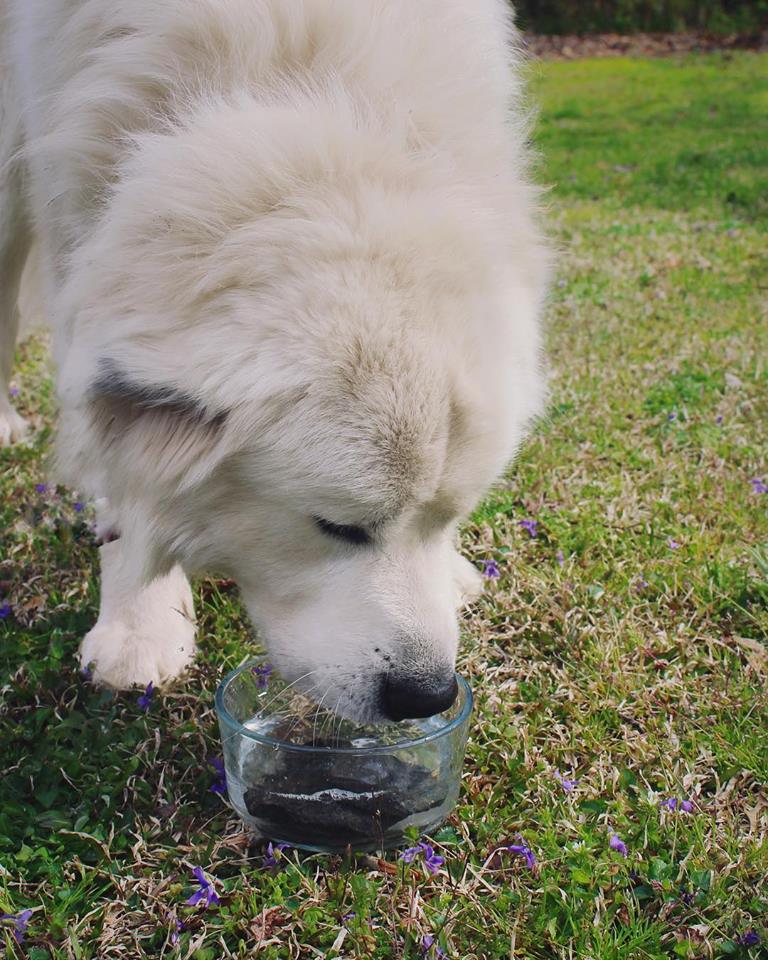 Large dog drinking from glass water bowl outside on the grass.