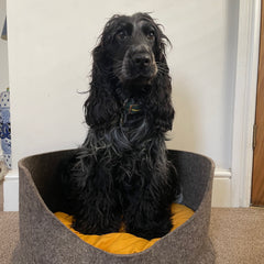A blue roan cocker spaniel lying comfortably in a sustainable, grey wool felted high side round dog bed. The bed also has a yellow cushion in it which is also filled with sheep's wool. thumbnail