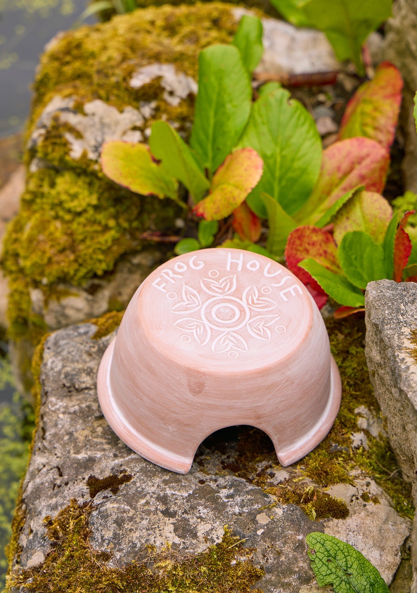 Terracotta Frog House on mossy stone with greenery. 
