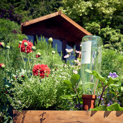 Self-Watering spike with wine bottle in flower bed thumbnail