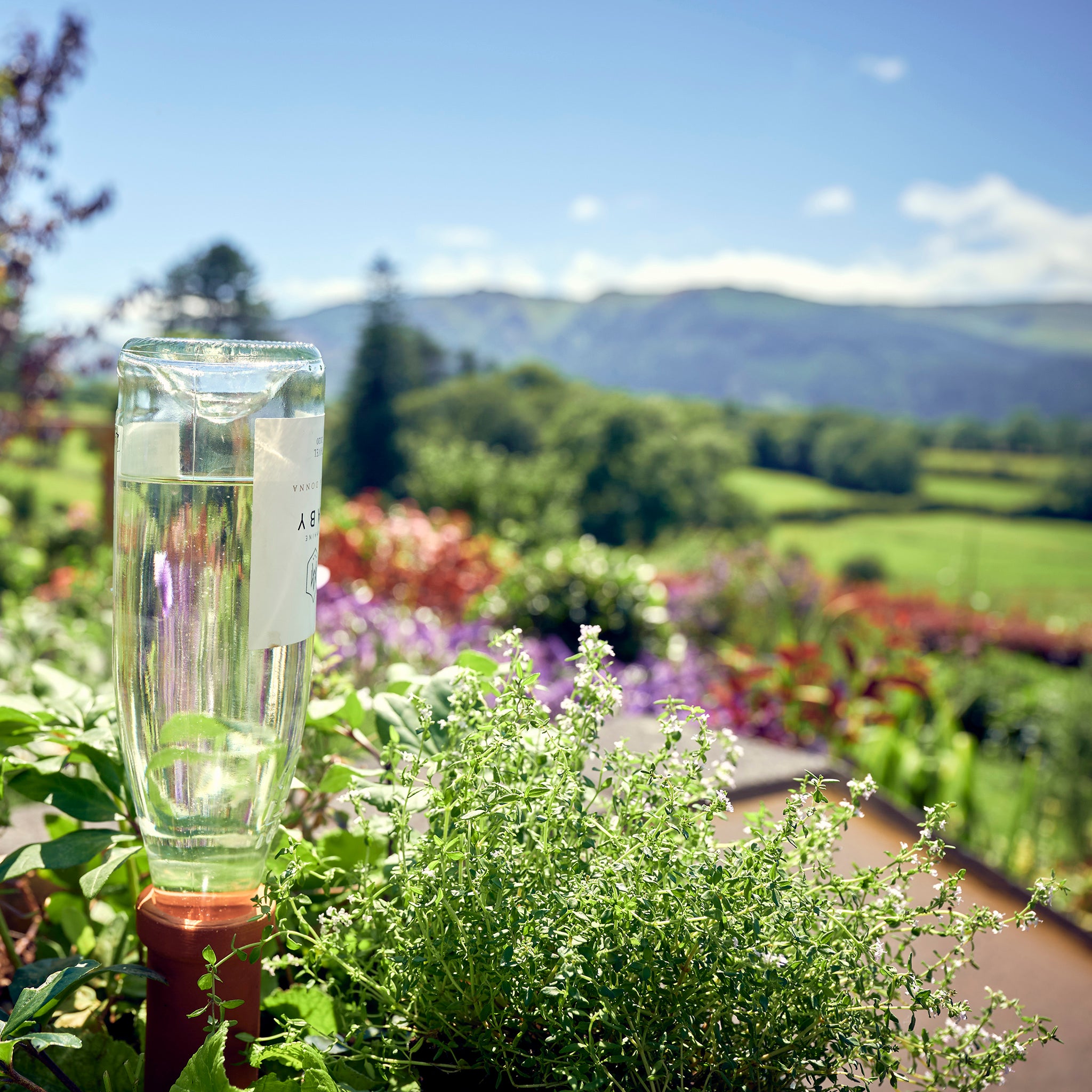 Self-Watering spike with wine bottle in flower bed