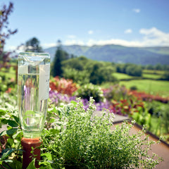 Self-Watering spike with wine bottle in flower bed thumbnail