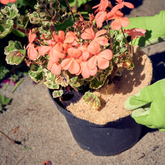 jute mulch mat in plant pot thumbnail