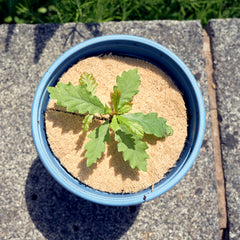 jute mulch mat in plant pot thumbnail