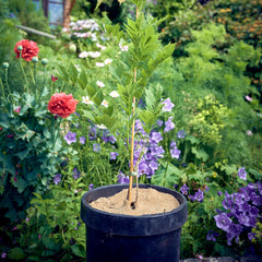 tree spat in plant pot thumbnail