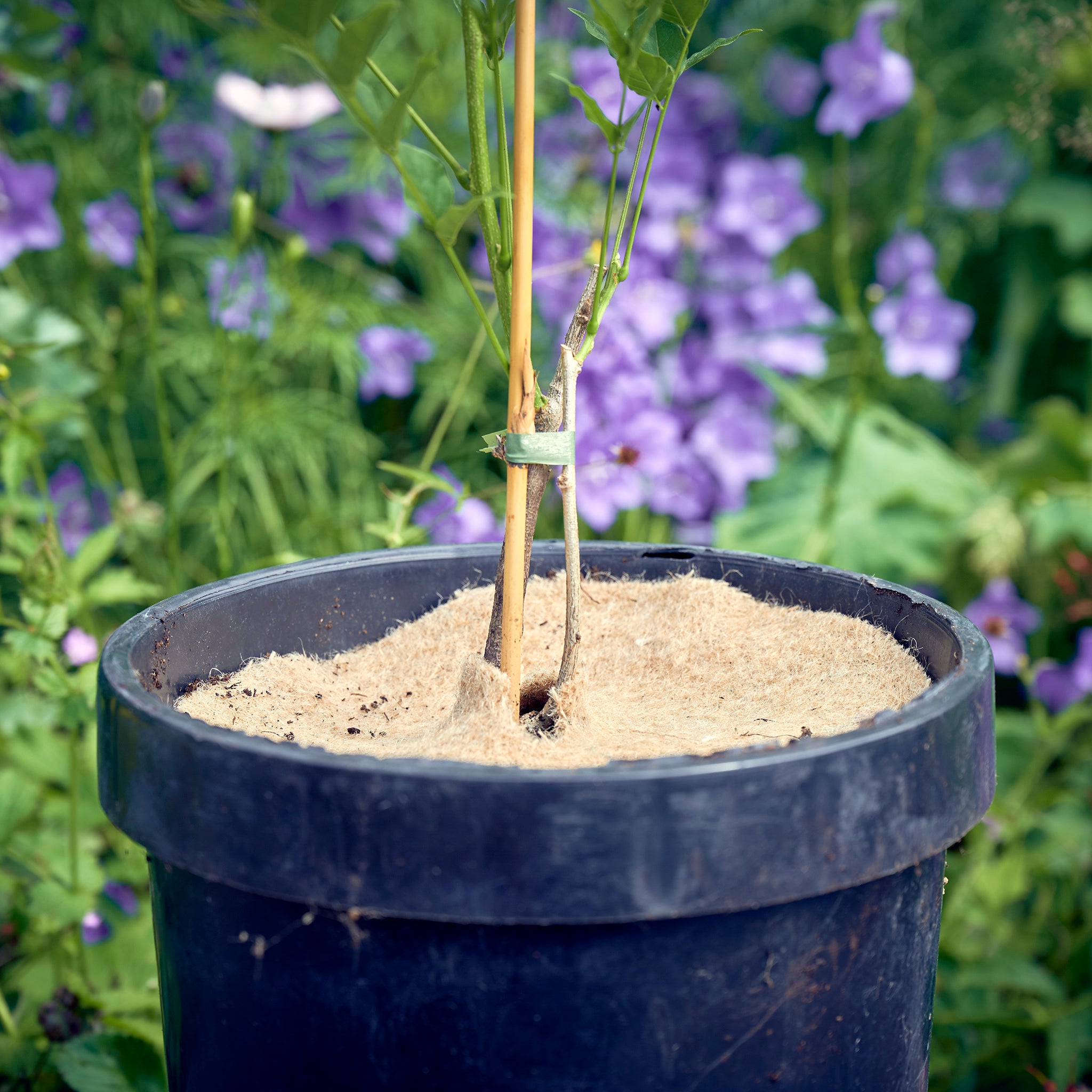 tree spat in plant pot