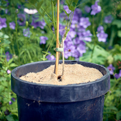 tree spat in plant pot thumbnail