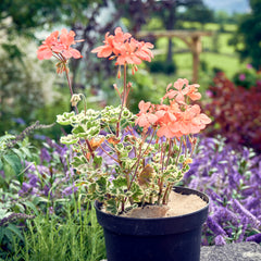 jute mulch mat in plant pot thumbnail