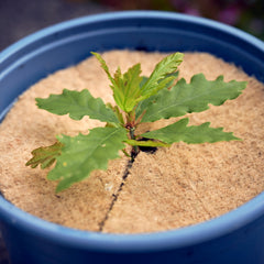 jute mulch mat in plant pot thumbnail