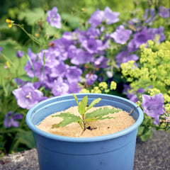 jute mulch mat in plant pot thumbnail