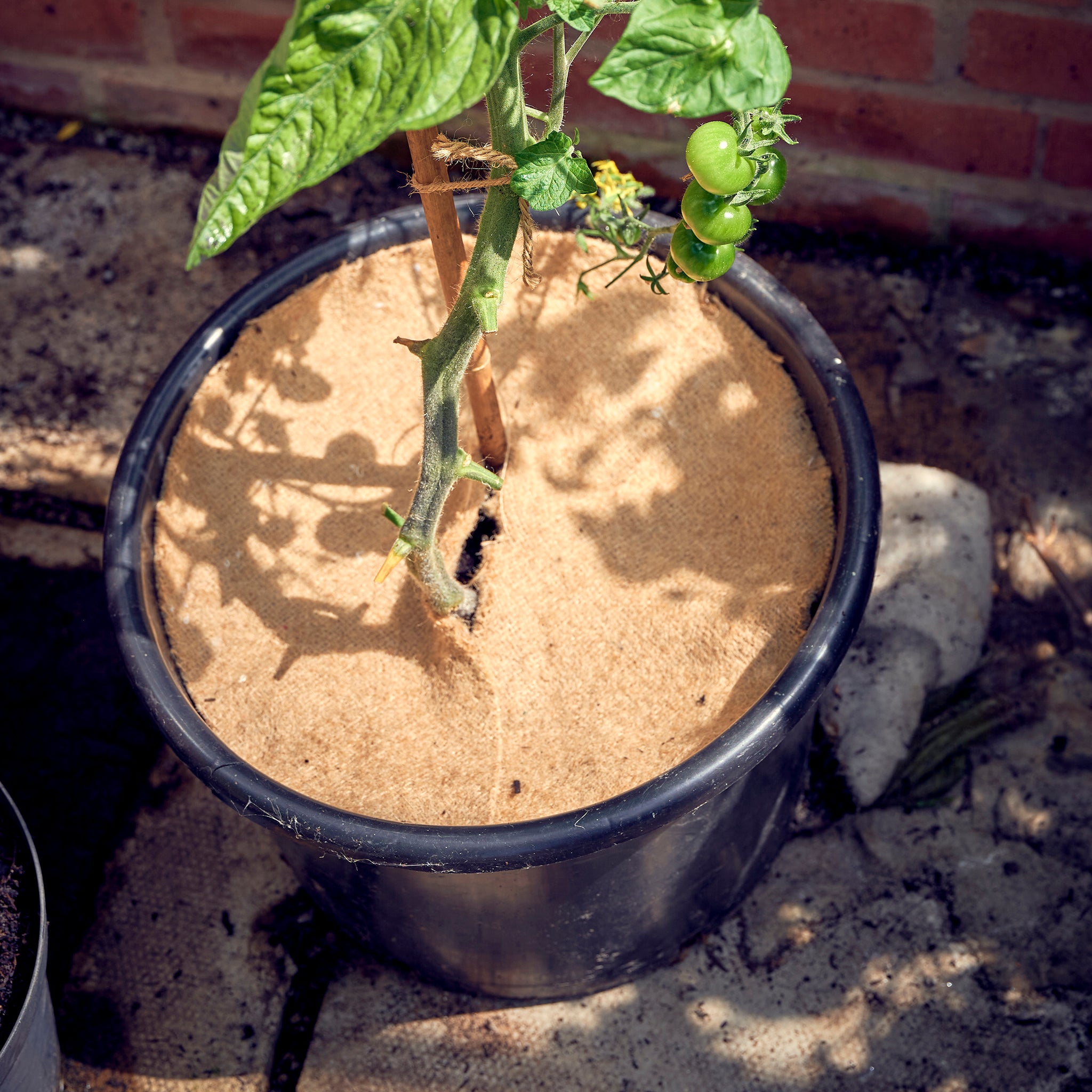 tree spat in plant pot