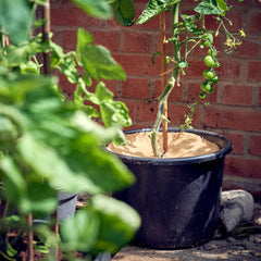 tree spat in plant pot thumbnail