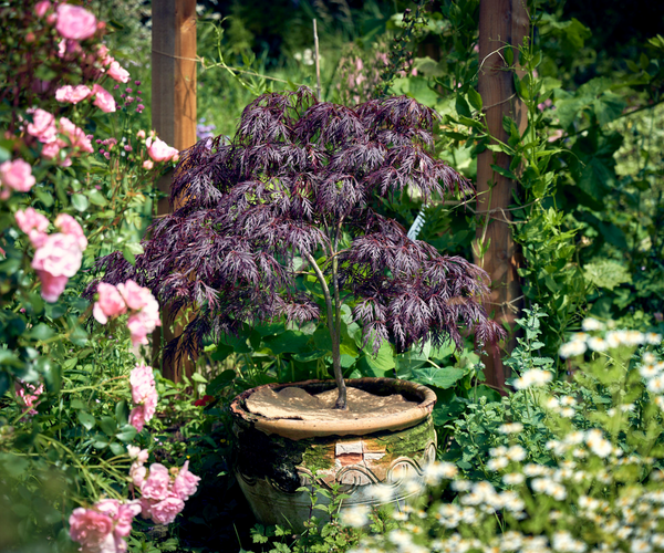 Young acer tree in a plant pot with a jute mulch mat on top