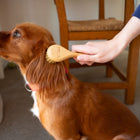 Hillbrush Natural Bristle Pet Brush | FSC Beechwood, Made in Britain