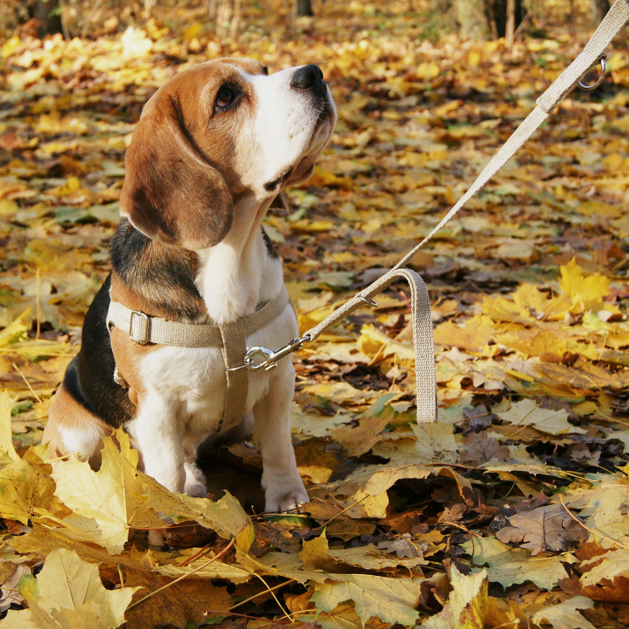 Hooman's Friend Traffic Lead on dog sat in leaves