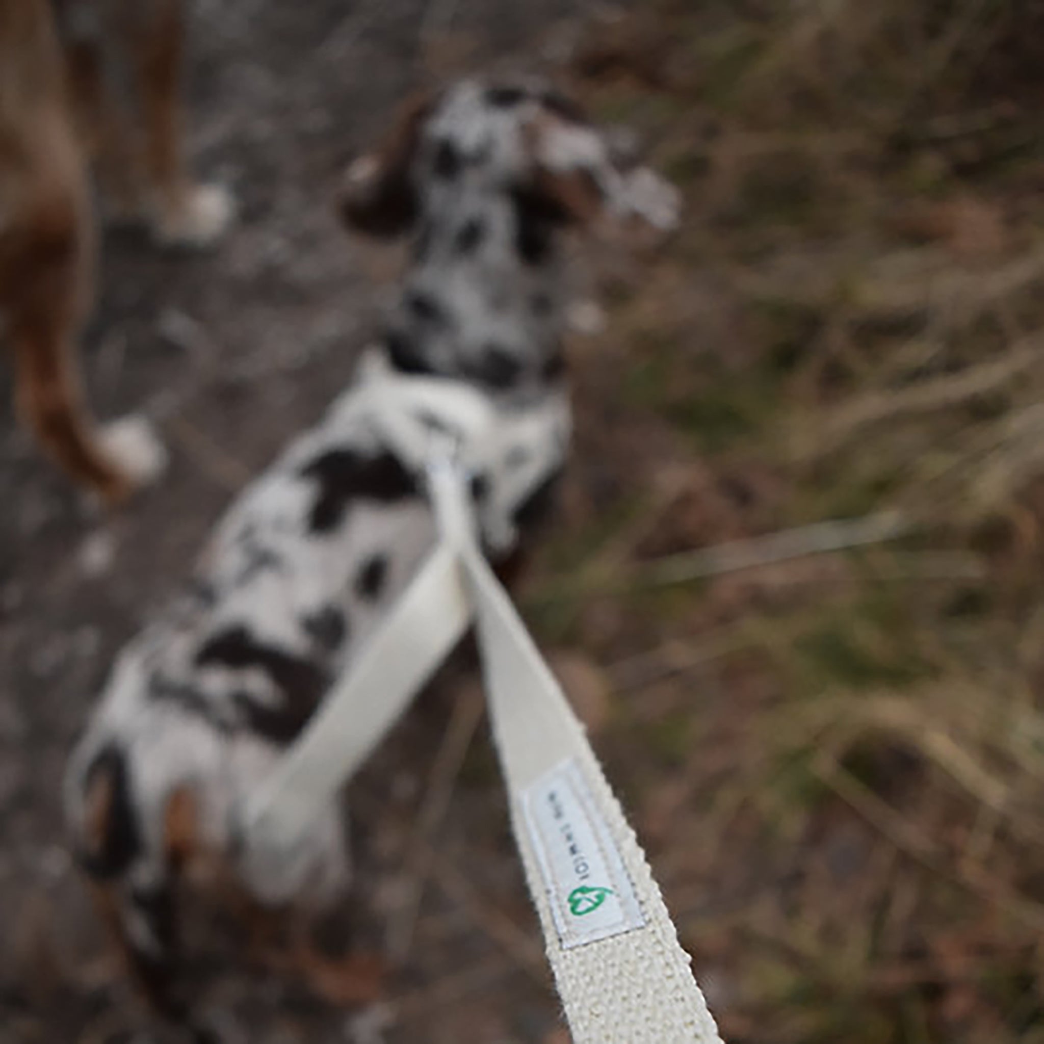 Hoomans friends natural hemp jute traffic lead, attached to the harness of a blue merle daschund out in the woods