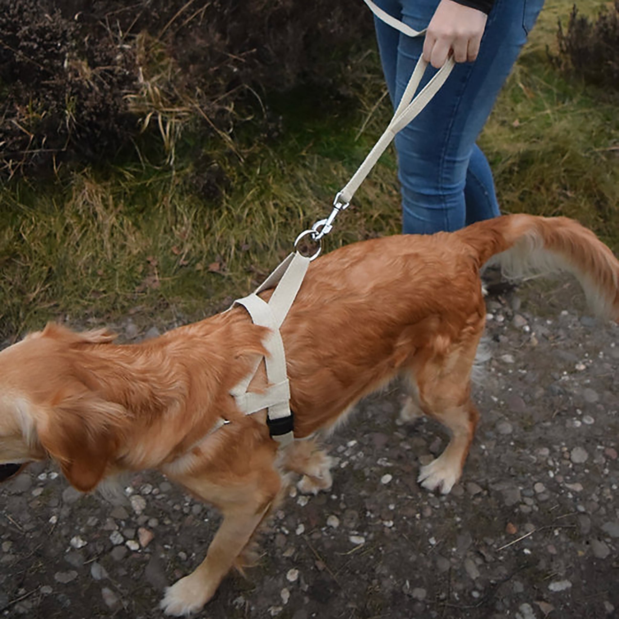 Hoomans Friends Natural jute hemp traffic lead attached to a golden retrievers harness. The owner of the dog is holding the short safety traffic handle.
