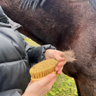 Horse brush with natural stiff bristles grooming bay horse taking out lots of fluff