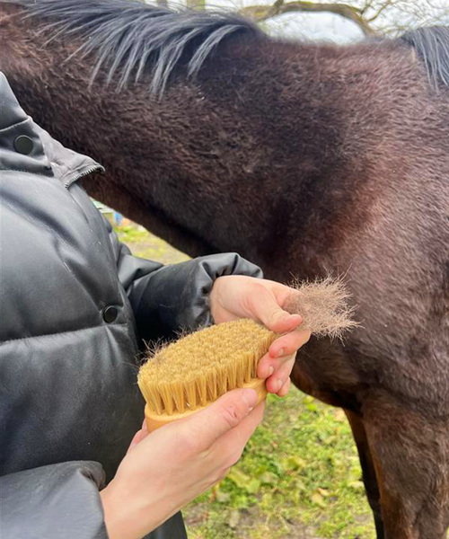Natural bristle horse care grooming kit in a kraft box