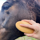 Soft bristle brush used to groom horse's face, part of the natural brush horse grooming kit