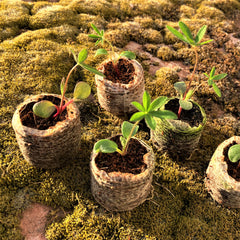 coir peat seed coins thumbnail