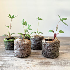 coir peat seed coins thumbnail