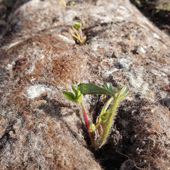 wool garden felt thumbnail