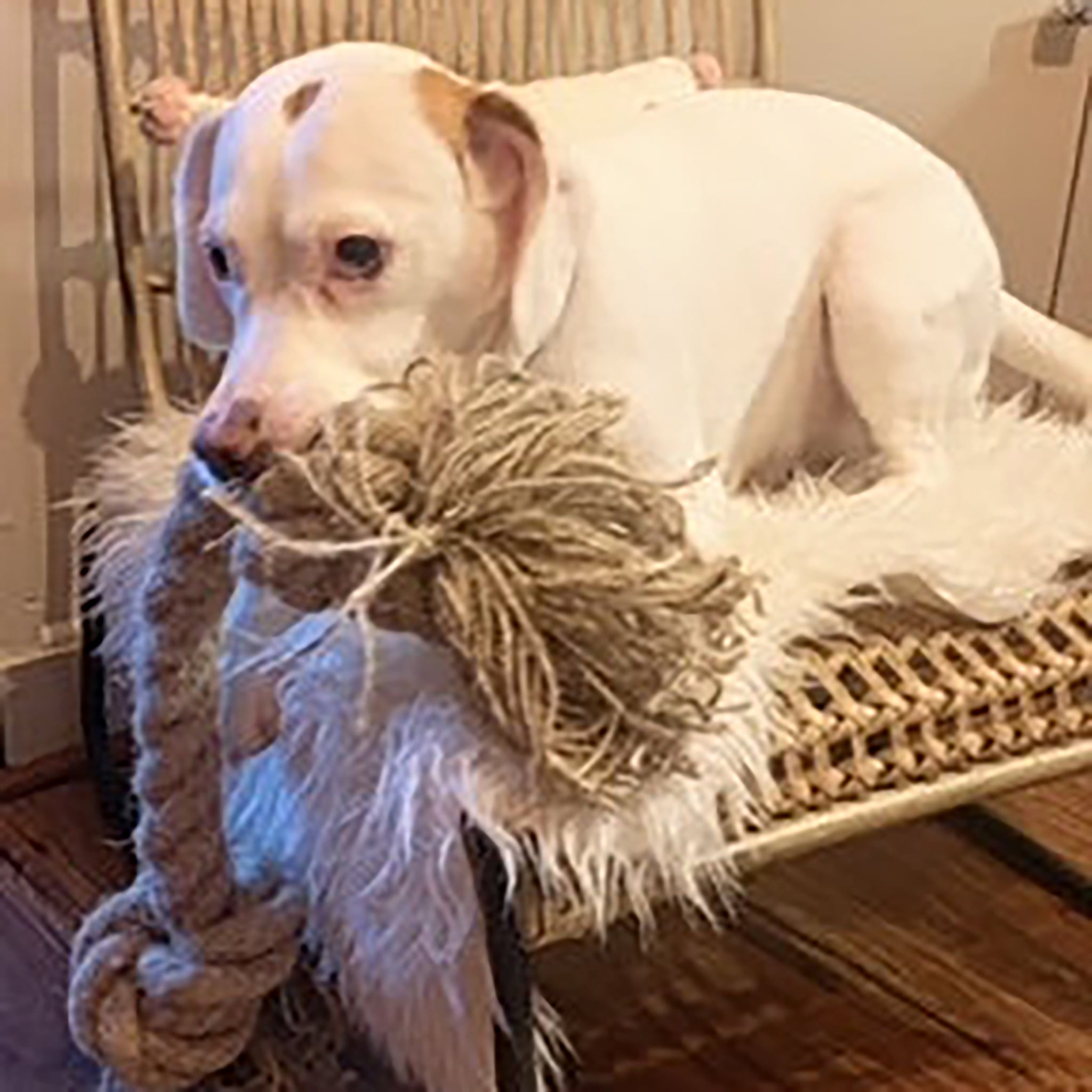 A large white dog holds a natural knotted rope dog toy in its mouth