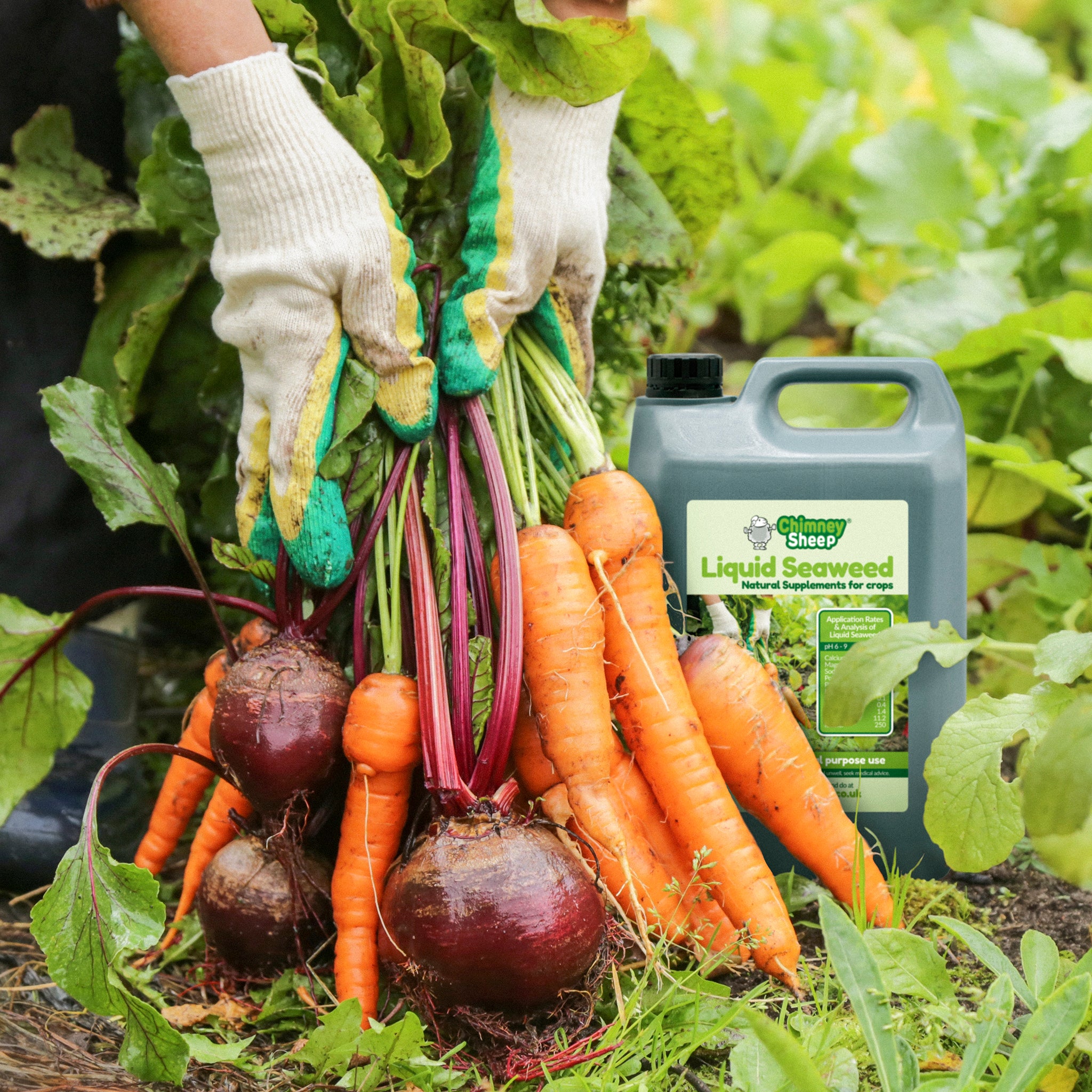 Healthy bunch of carrots and beetroot in the garden with a 5 litre container of Hebridean liquid fertiliser