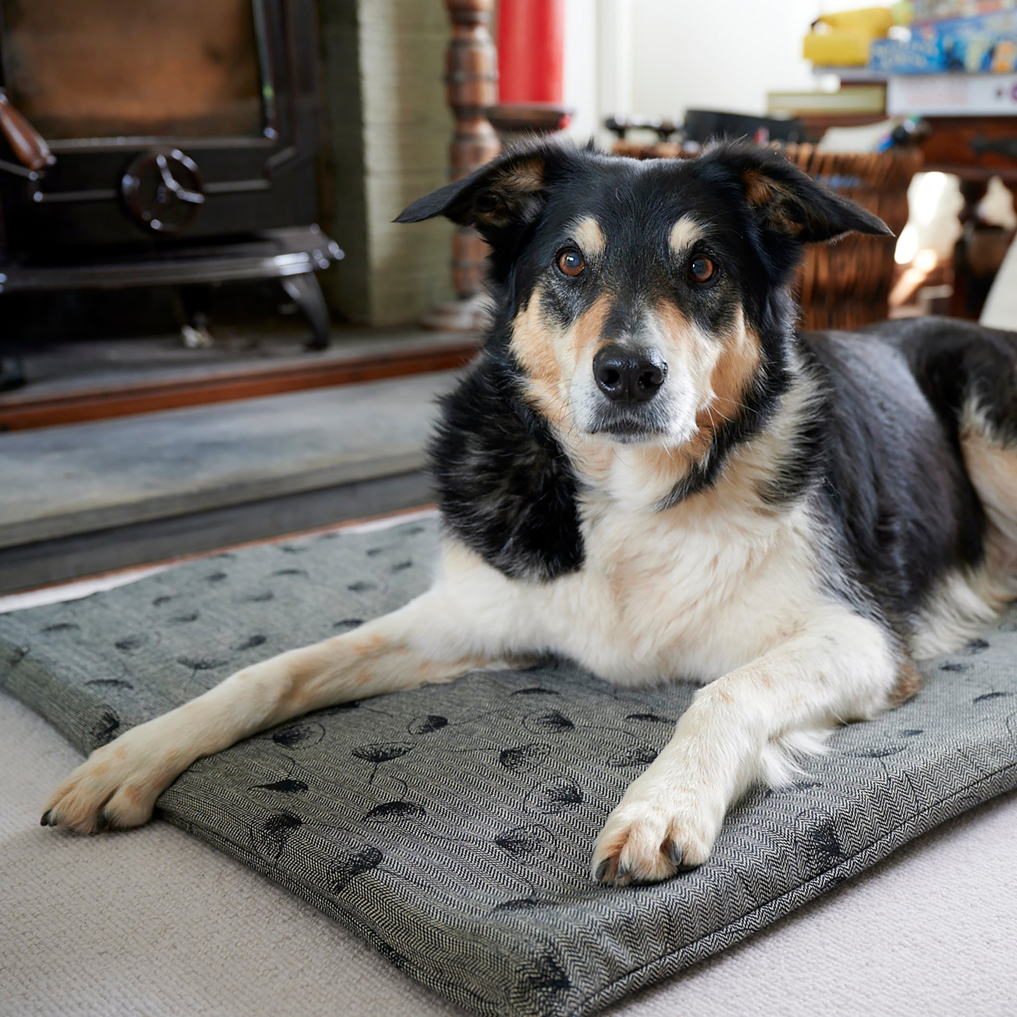 A tricolour border collie dog sits upon a Chimney Sheep luxury wool dog bed. The thick felted wool dog bed rests upon a carpet in front of a log burning stove. The border collie looks forward as it rests upon the rectangular thick woollen dog bed with an organic cotton cover.